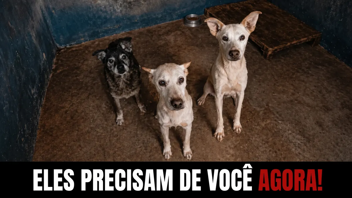 Cães resgatados atendidos pela SOS Animal ONG