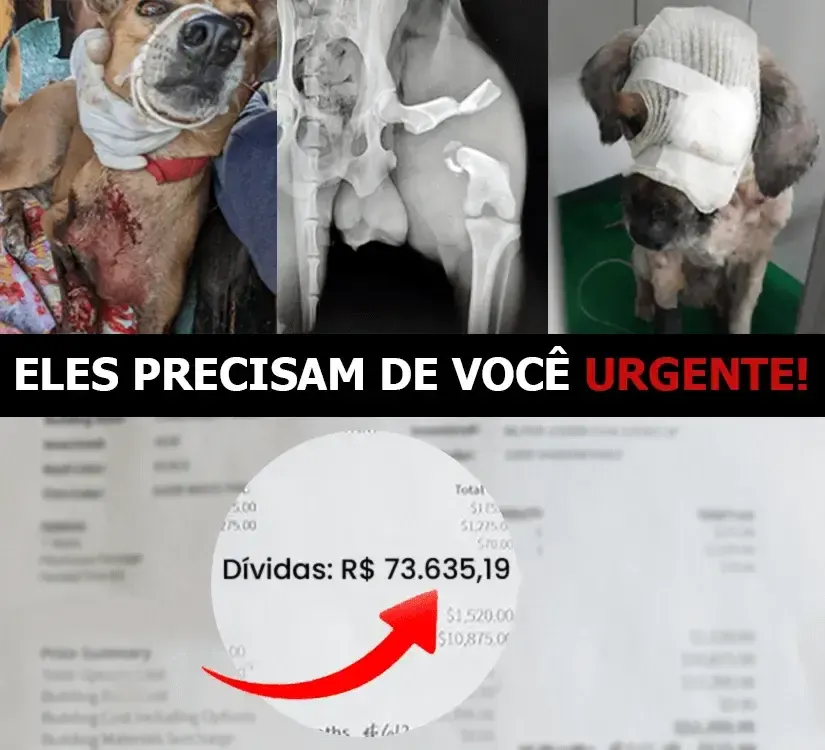 Animais acolhidos que precisam de alimentação e cuidado