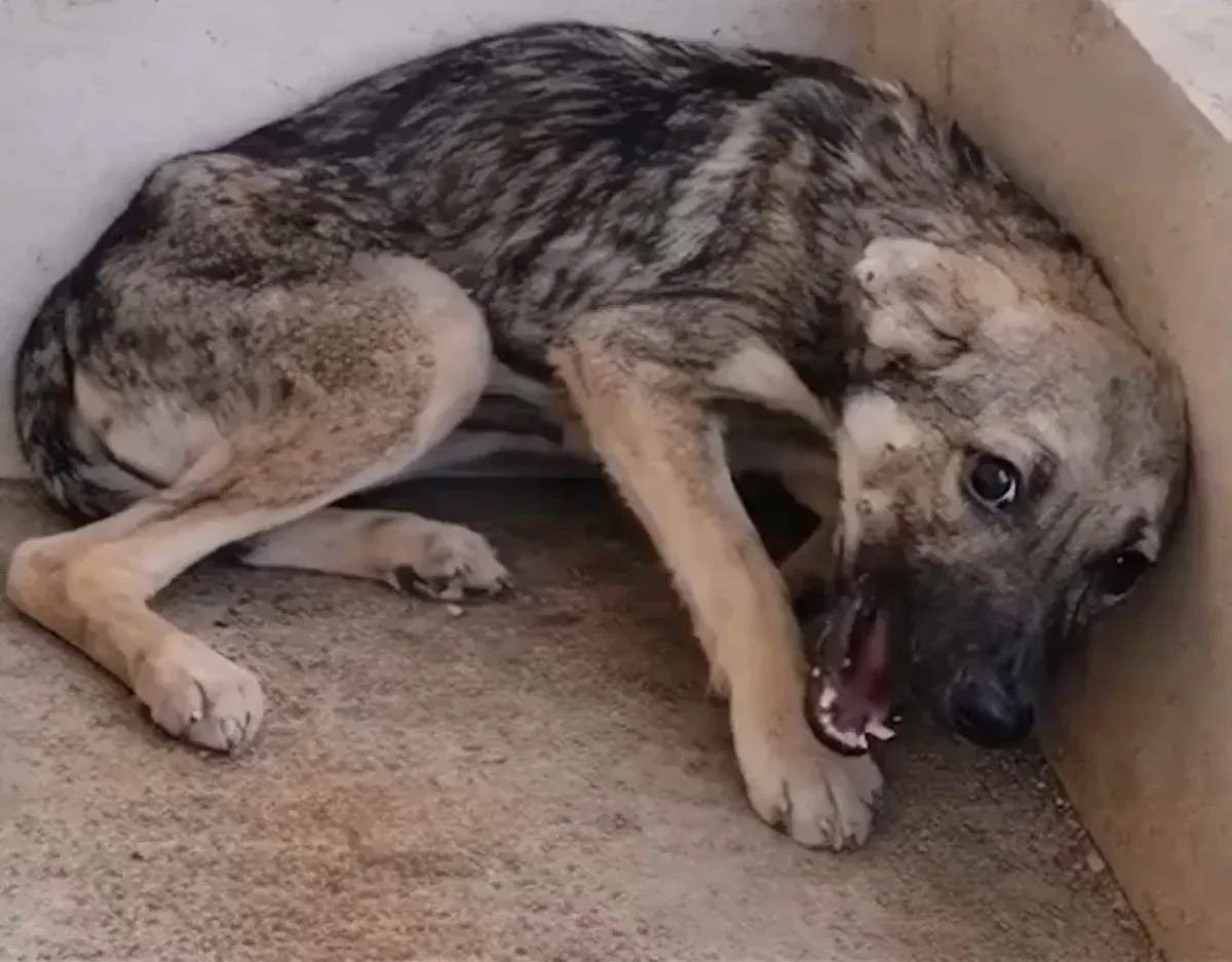 Conheça o trabalho da SOS Animal