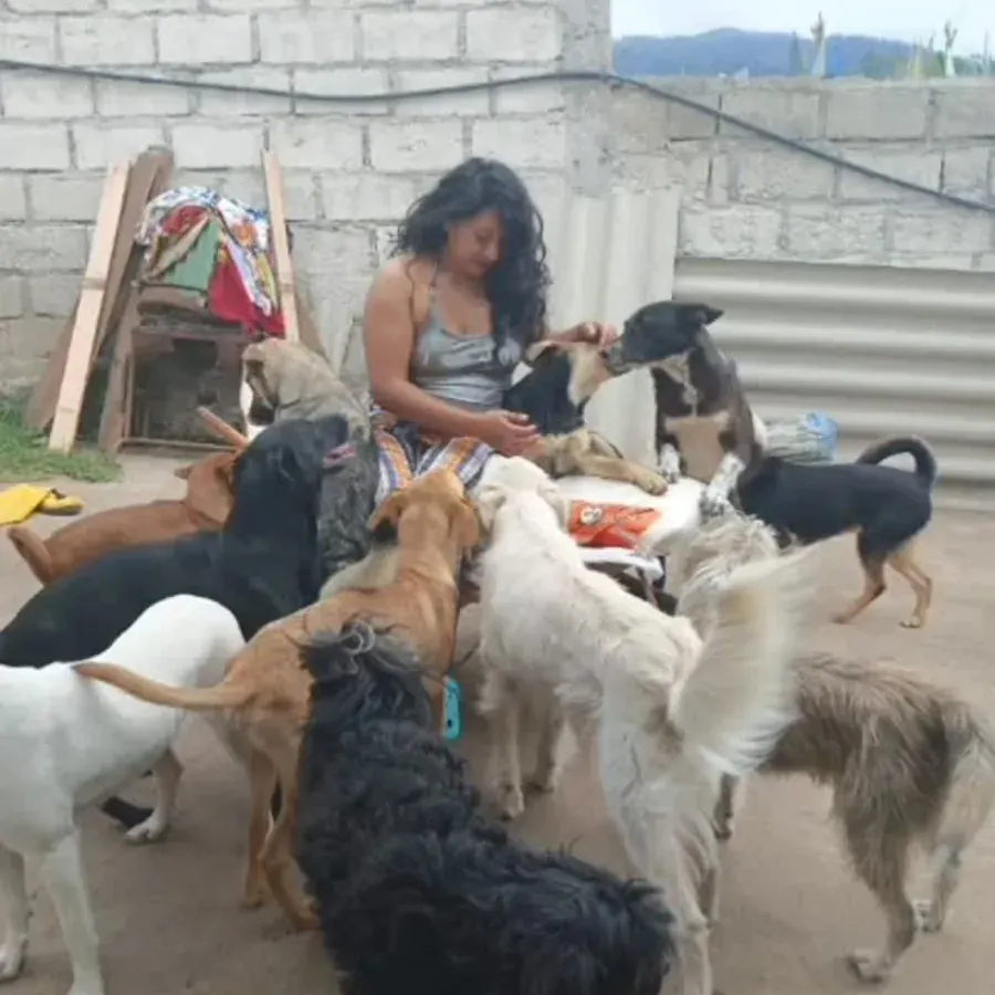 Animal resgatado 1