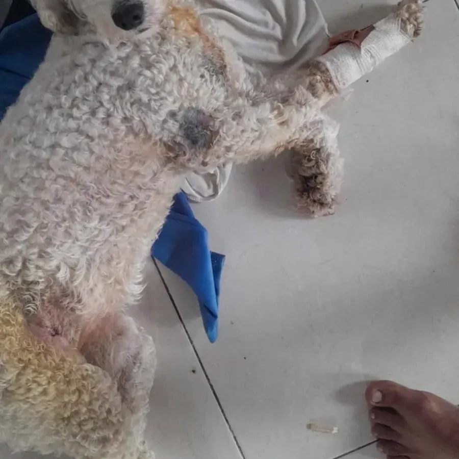 Animal resgatado 2