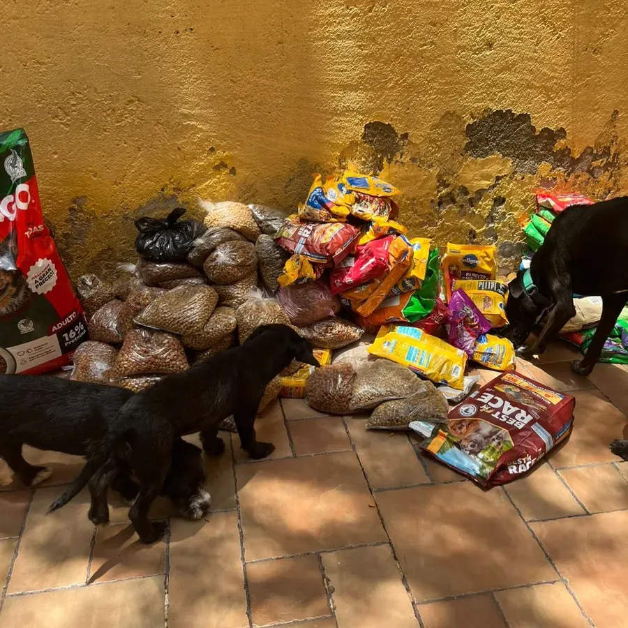 Animal resgatado 4