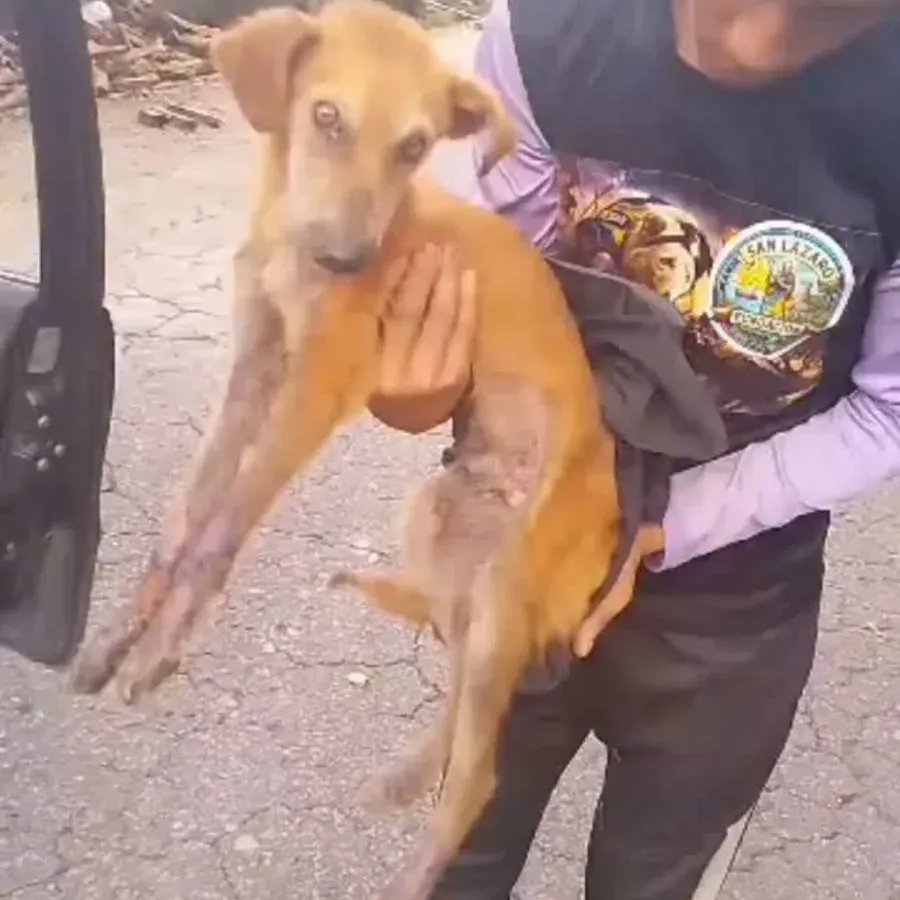 Animal resgatado 6
